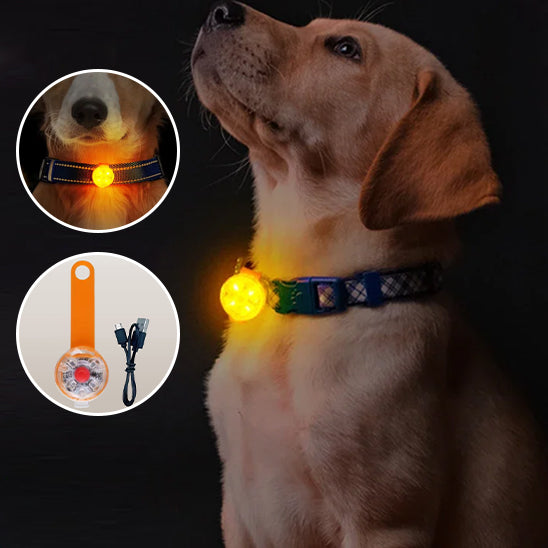 Collier lumineux pour Chien - LumoCollier™