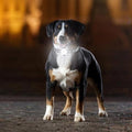 Collier lumineux pour Chien - LumoCollier™