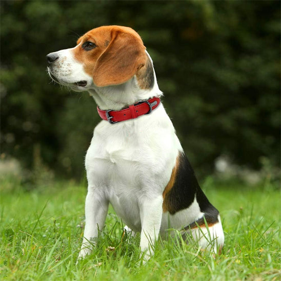Collier pour Chien - Colrobus™