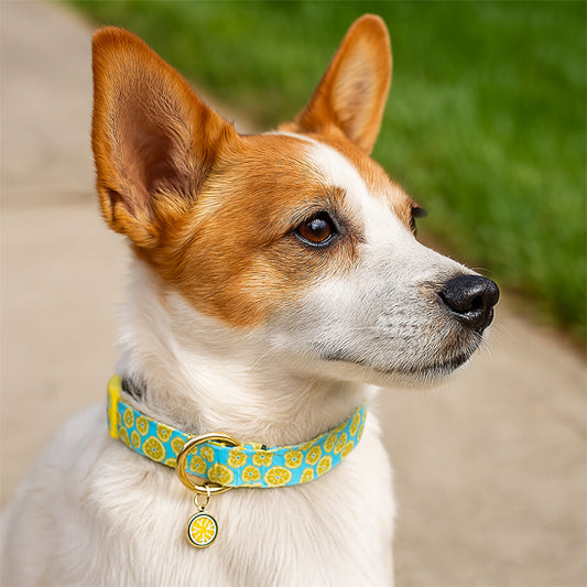 Collier pour Chien - FruiStyle™