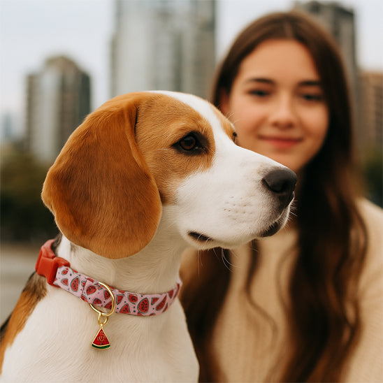 Collier pour Chien - FruiStyle™