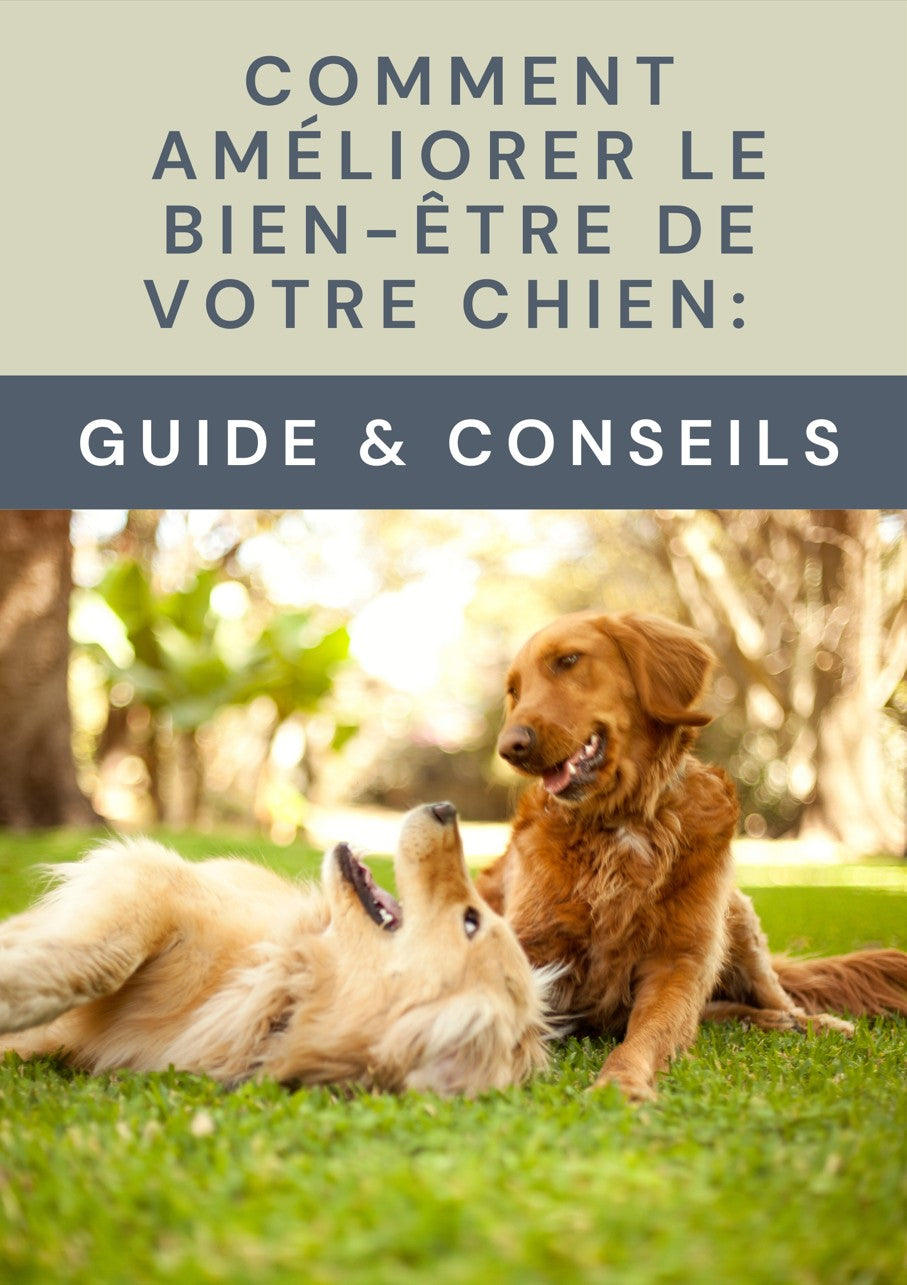E-book : Comment Améliorer le Bien-Être de Votre Chien