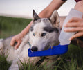 Gourde pour Chien - HydroPatte™