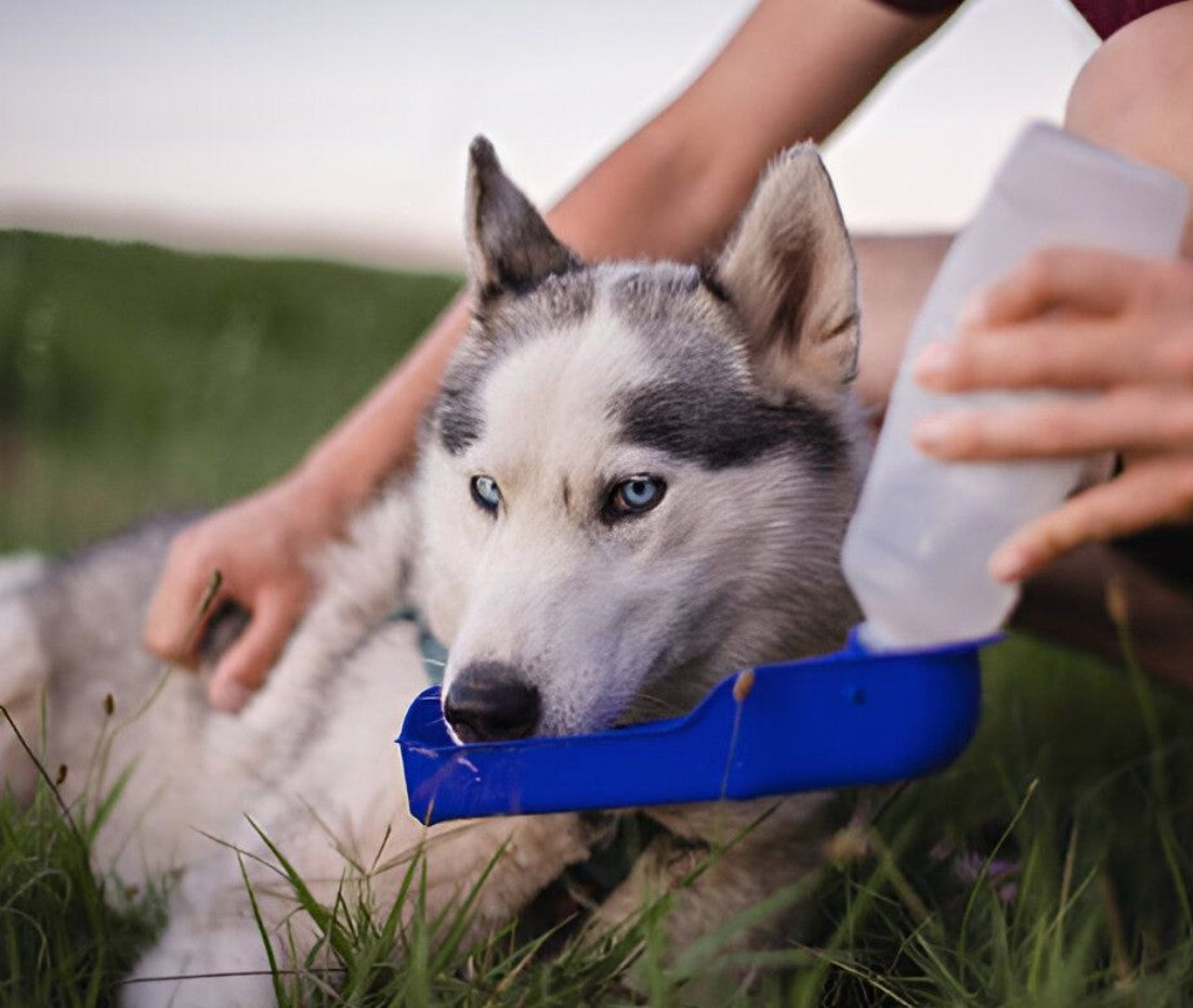 Gourde pour Chien - HydroPatte™