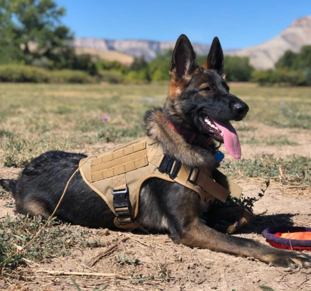 Harnais Chien - CaniTactik™