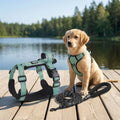 Harnais Chien - PetitPaw™