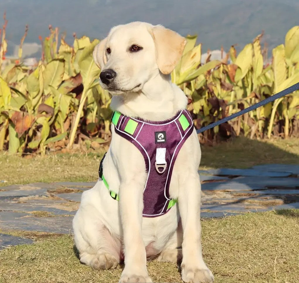 Harnais pour Chien - HarnaisZen™