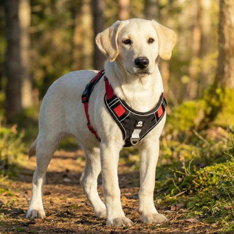 Harnais pour Chien - HarnaisZen™