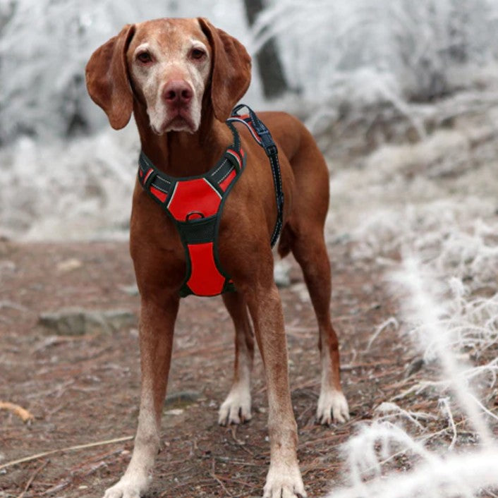 Harnais pour Chien - Harnaïa™