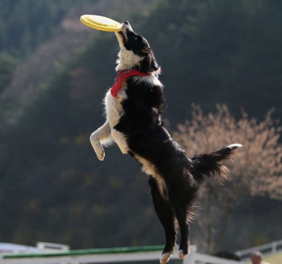 Jouet pour Chien - LanceDisque™