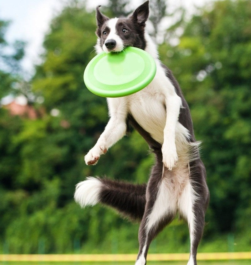 Jouet pour Chien - LanceDisque™