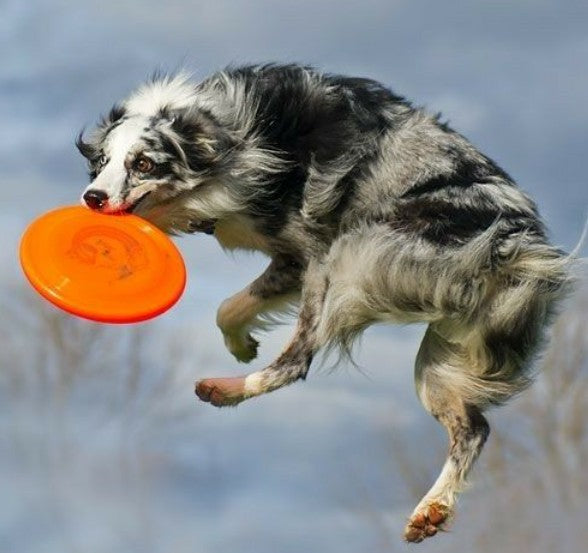 Jouet pour Chien - LanceDisque™