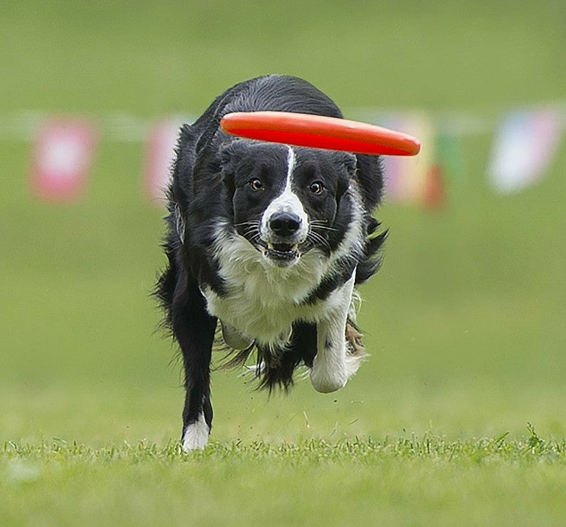 Jouet pour Chien - LanceDisque™