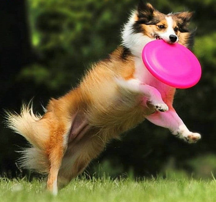 Jouet pour Chien - LanceDisque™