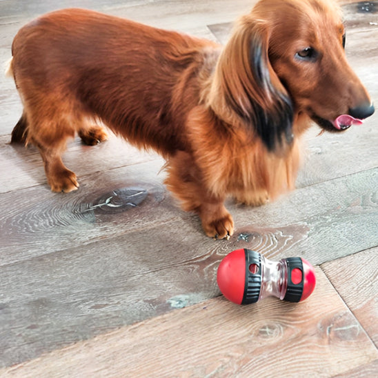 Jouet pour Chien - RouleCroq™