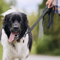 Laisse pour Chien - ControlMax™