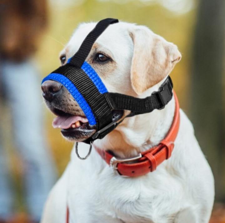 Muselière Chien - ÉduMuse™