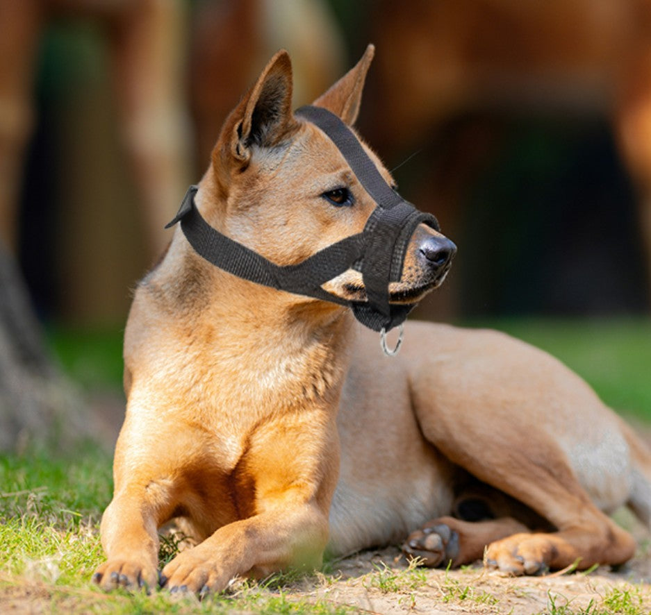 Muselière Chien - ÉduMuse™