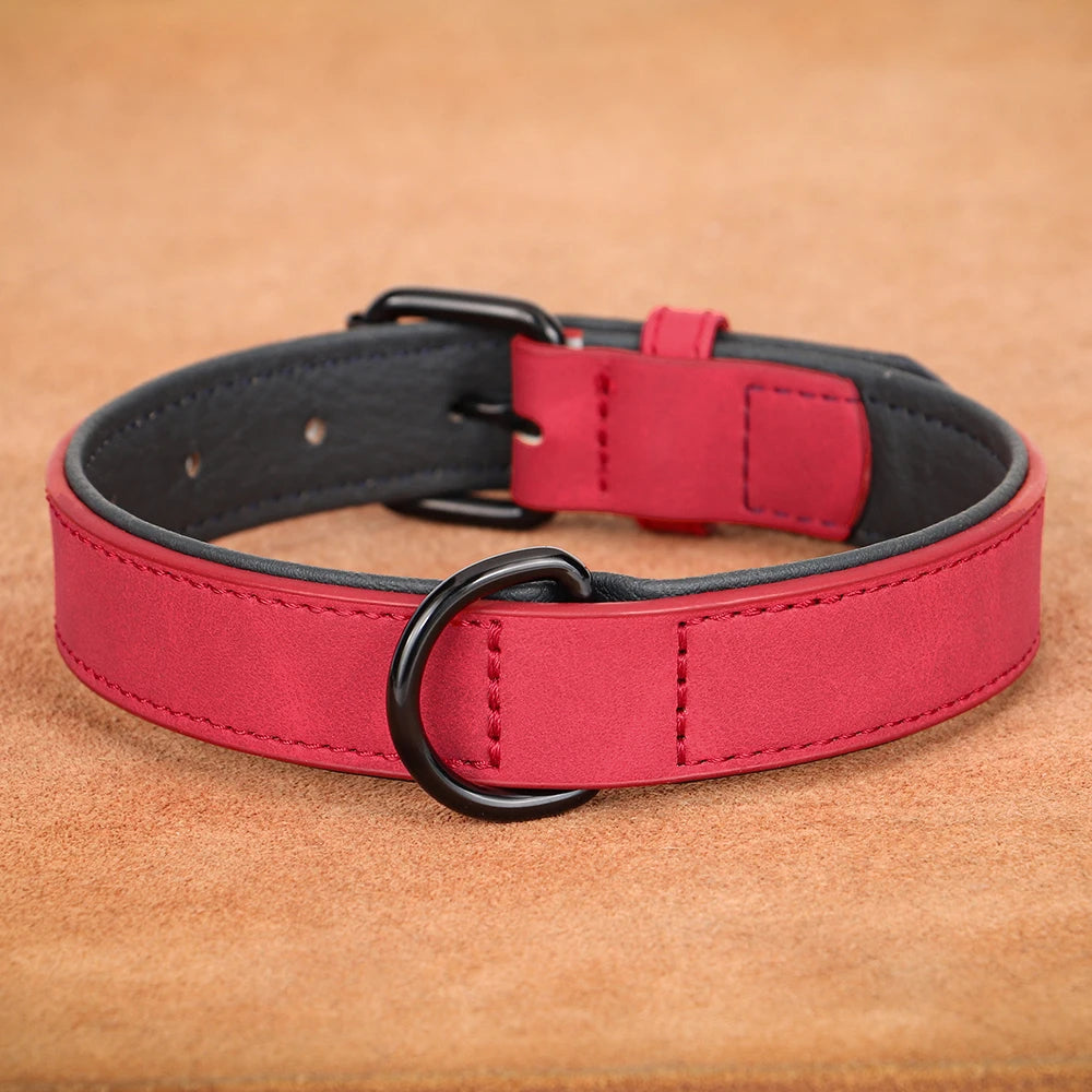 Collier pour Chien - Colrobus™