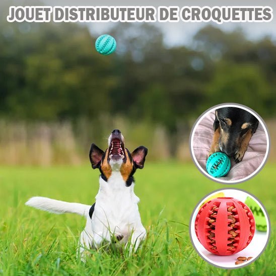 Balle pour Chien - MacheBalle™ - ChienDog