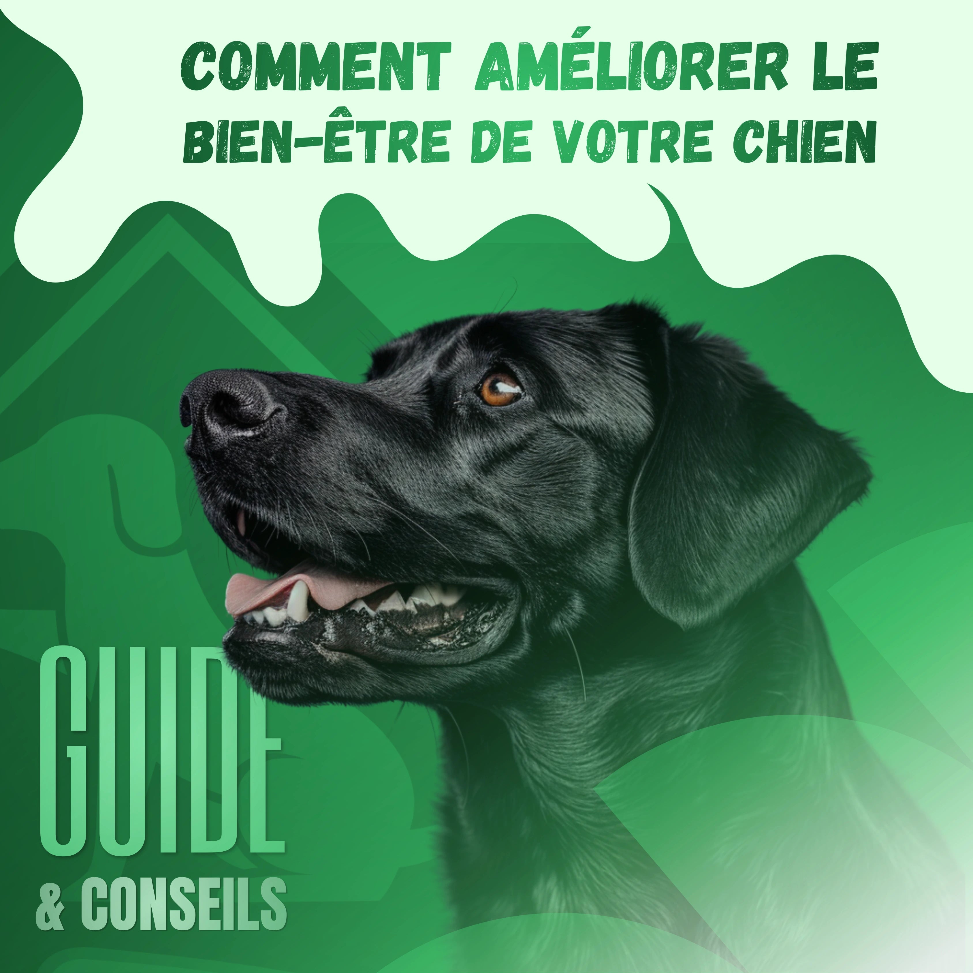 Couverture d'e-book qui conseil les propriétaire comment améliorer le bien être de leurs chiens