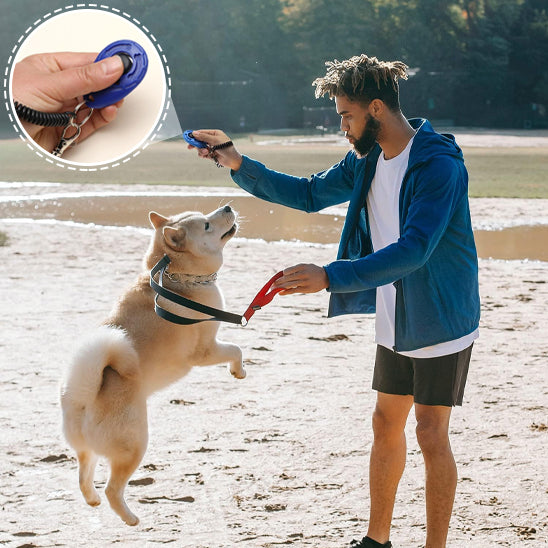 Dressage Chien - CliqDress™