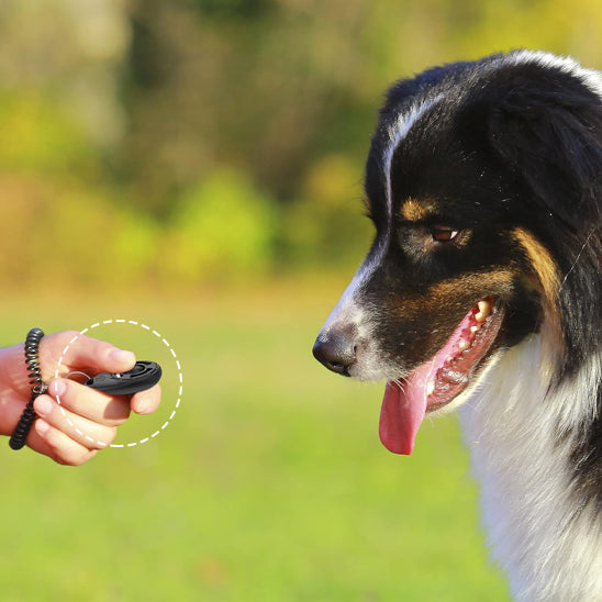 Dressage Chien - CliqDress™