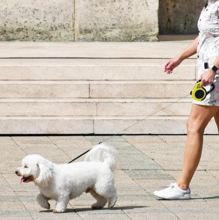 Laisse pour Chien - Rétractable - ChienDog